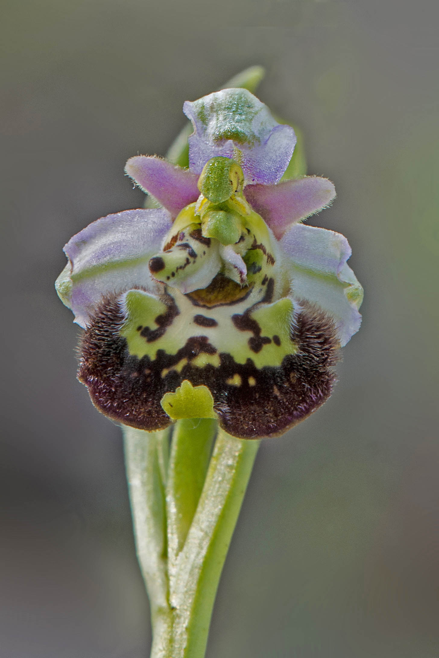 identificazione ophris